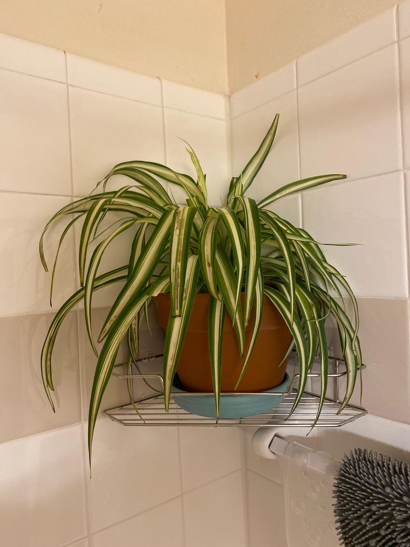 Spider Plant