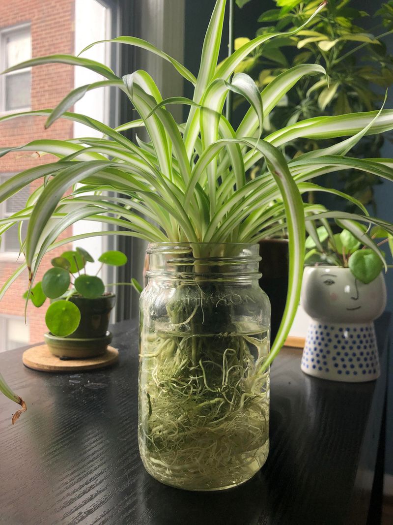 Spider Plant