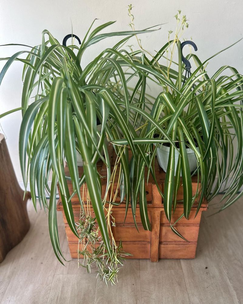 Spider Plant