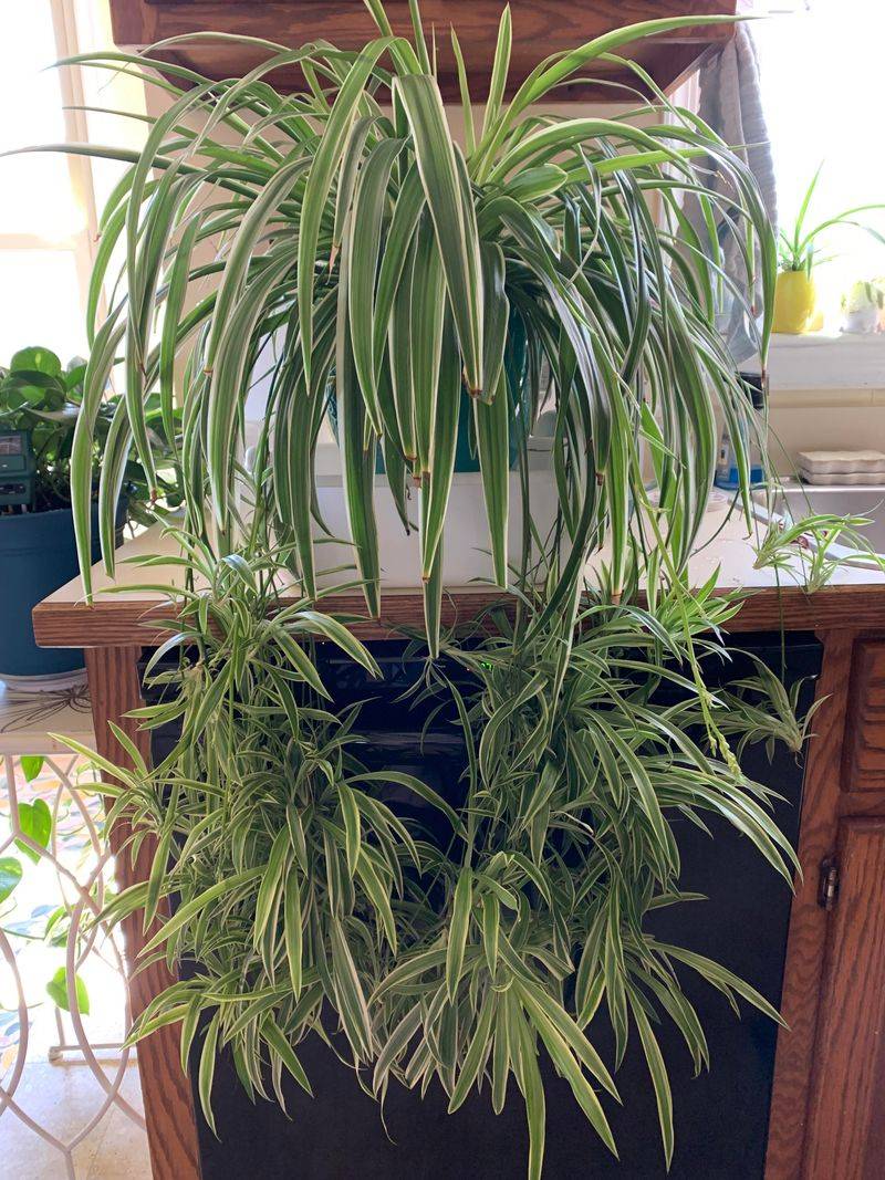 Spider Plant