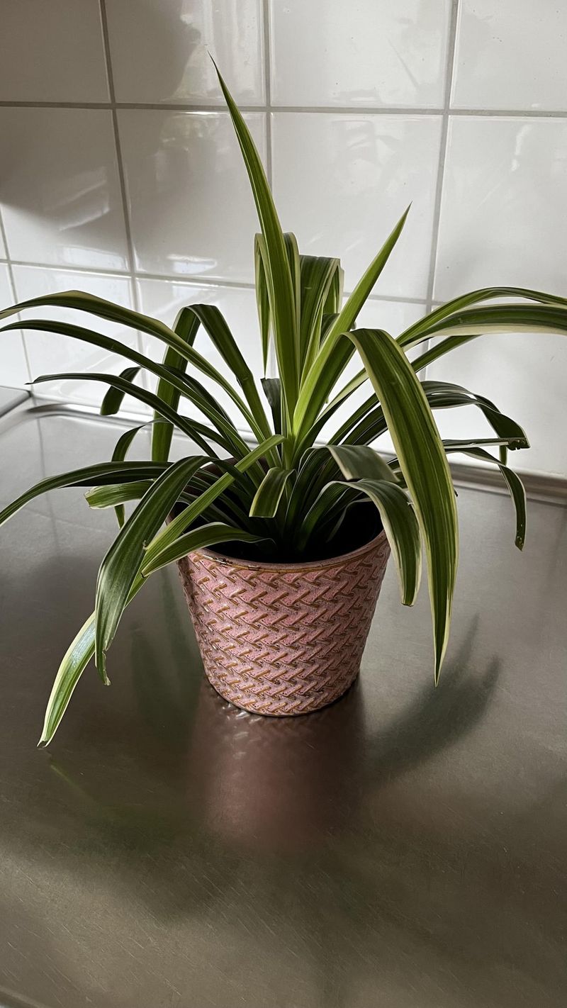 Spider Plant