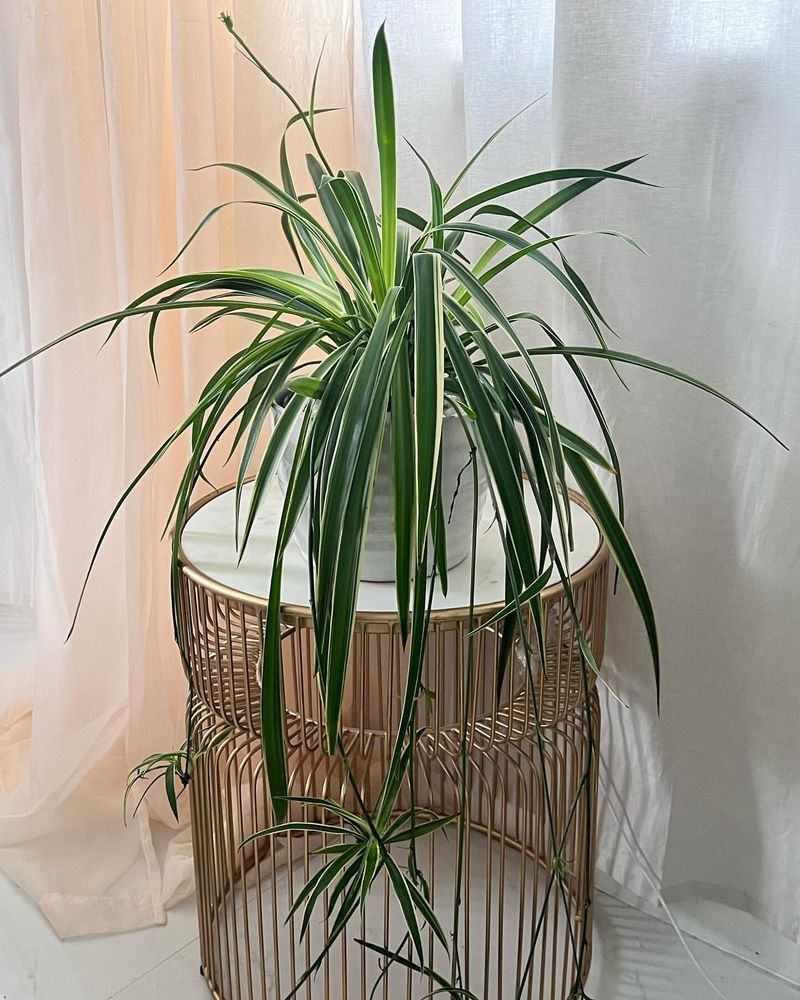 Spider Plant