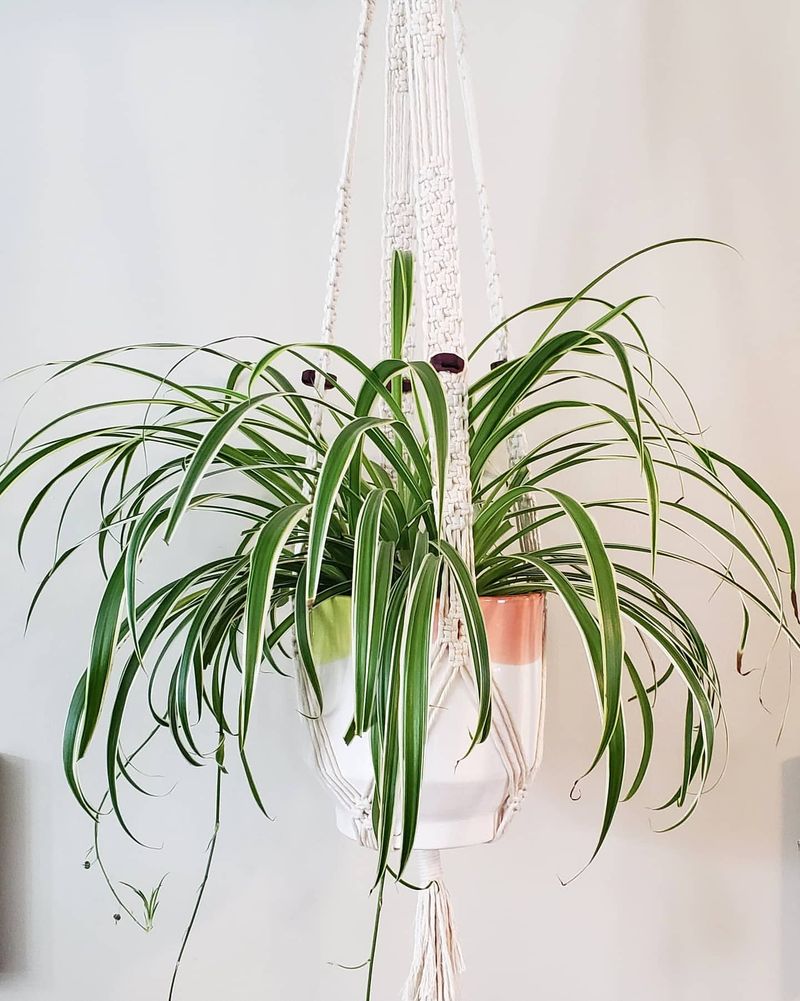 Spider Plant