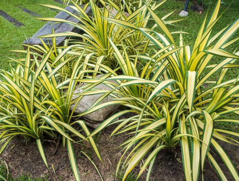 Spider Plant