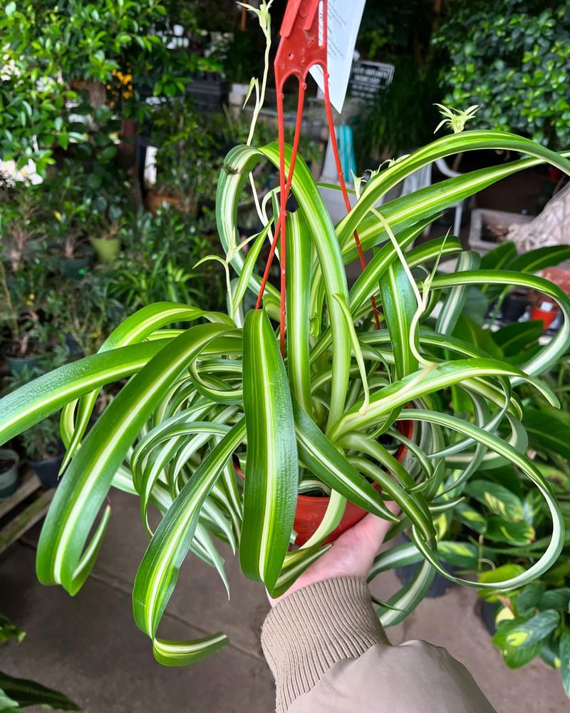 Spider Plant