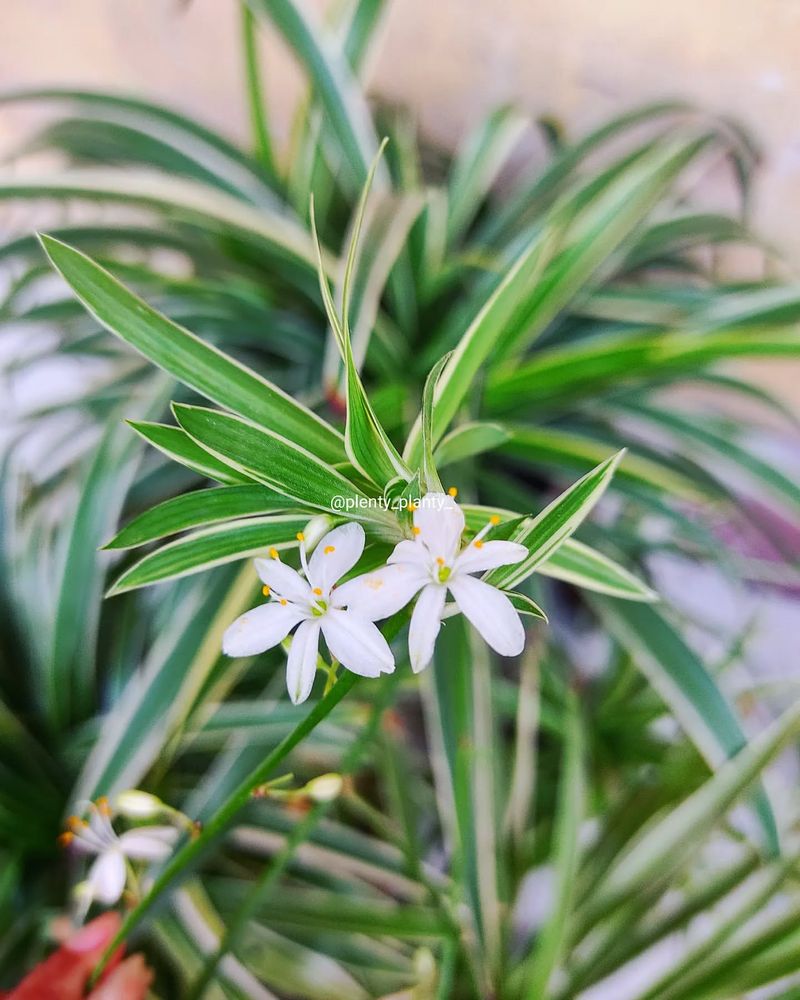 Spider Plant