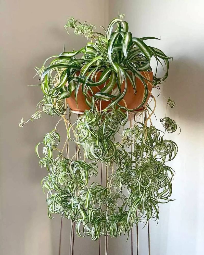 Spider Plant (Chlorophytum comosum)