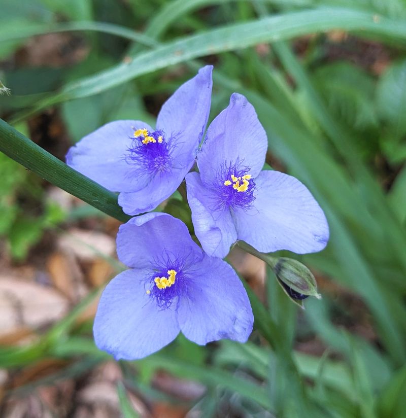 Spiderwort