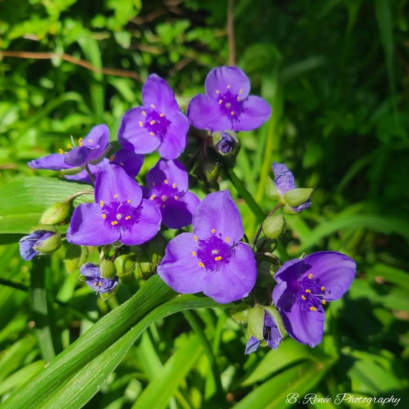 Spiderwort