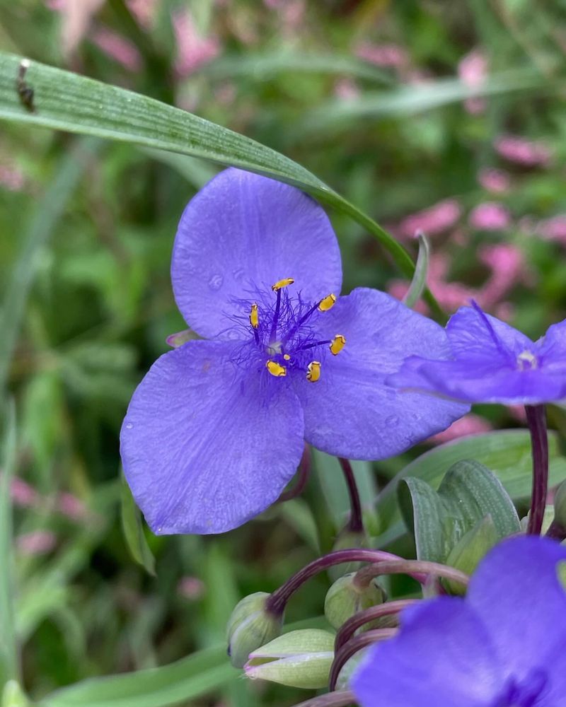 Spiderwort