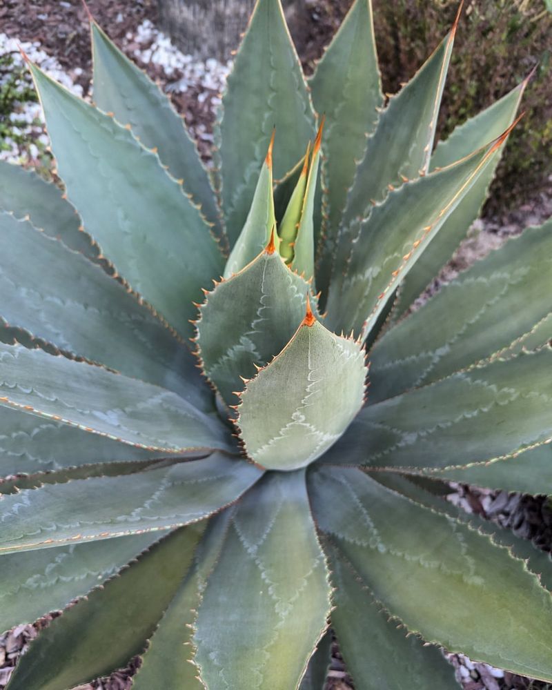 Spiky Agave