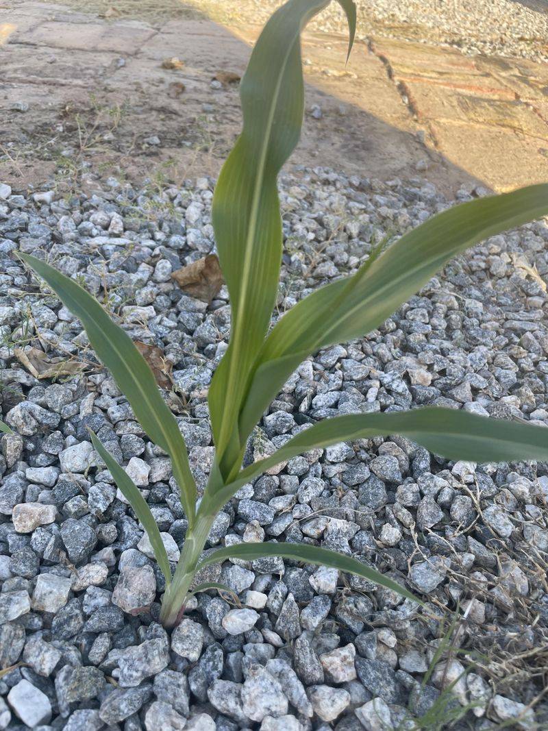 Spilled Birdseed