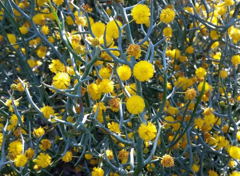 Spiny Acacia