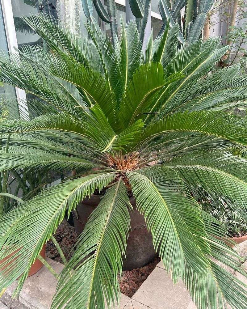 Spiny Palm