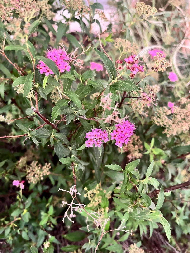 Spiraea Japonica