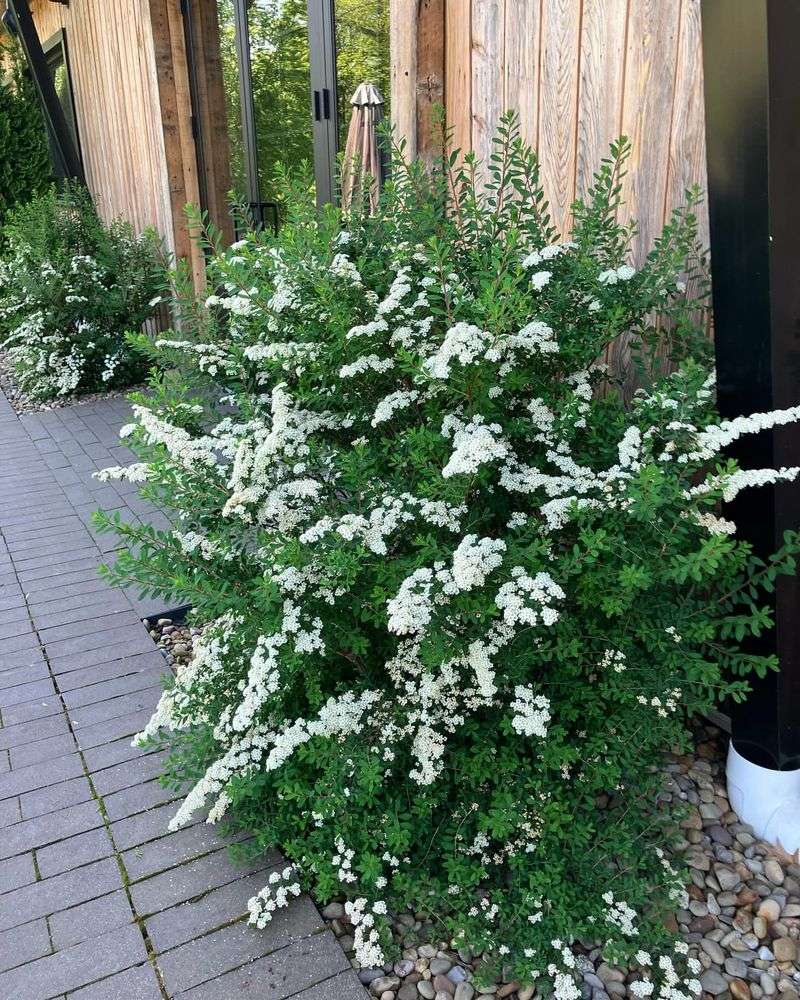 Spiraea nipponica 'Snowmound'