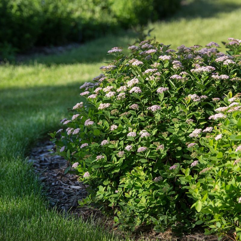 Spirea