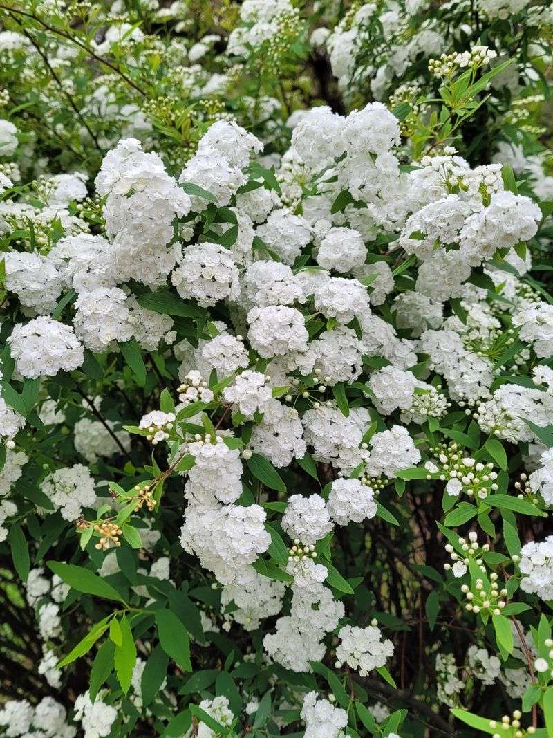 Spirea