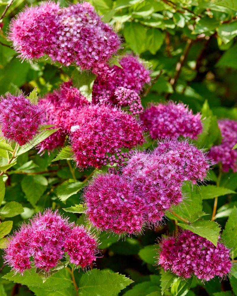 Spirea