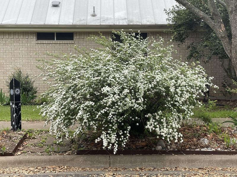 Spirea