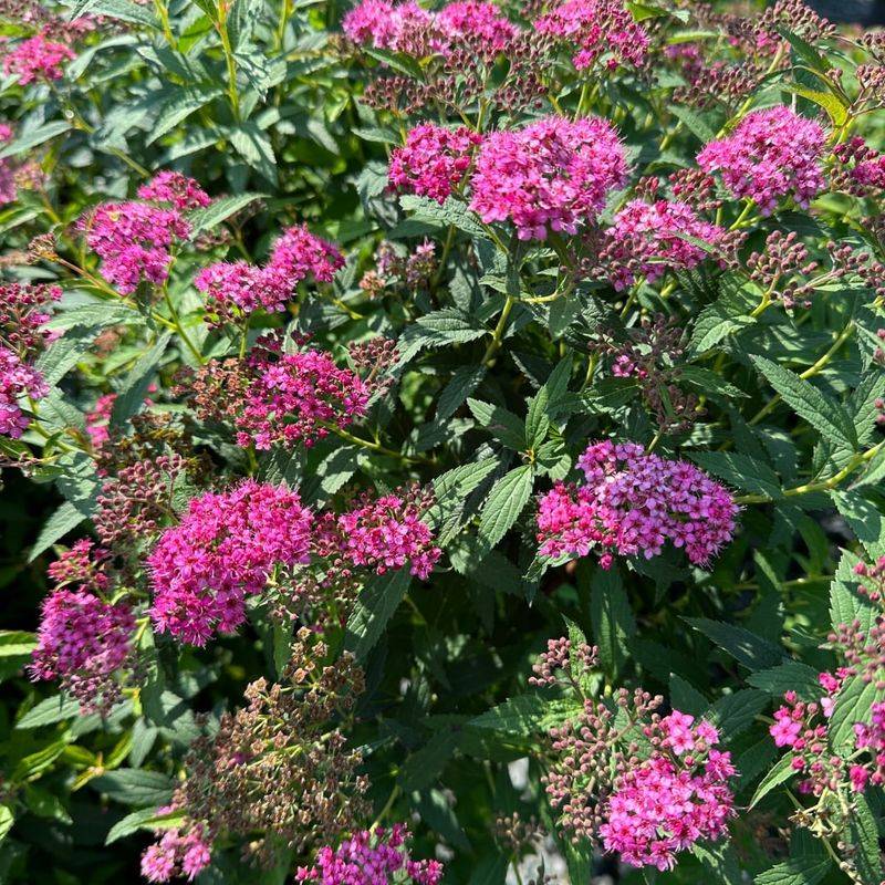 Spirea