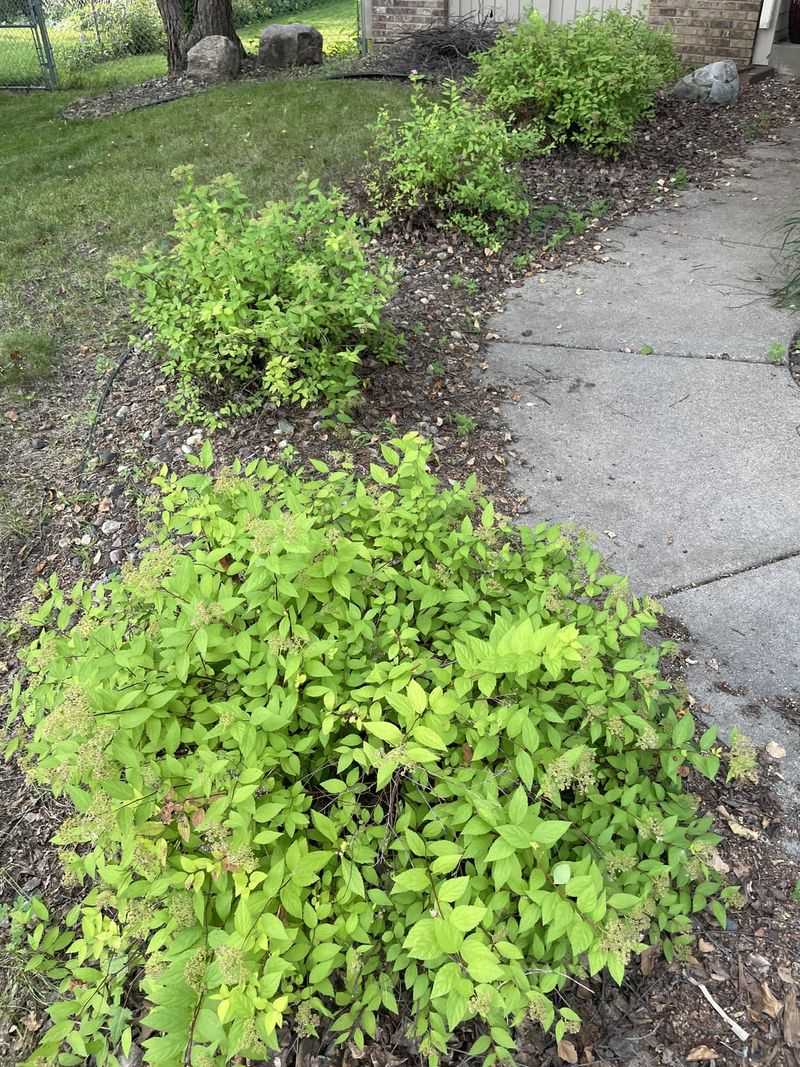 Spirea