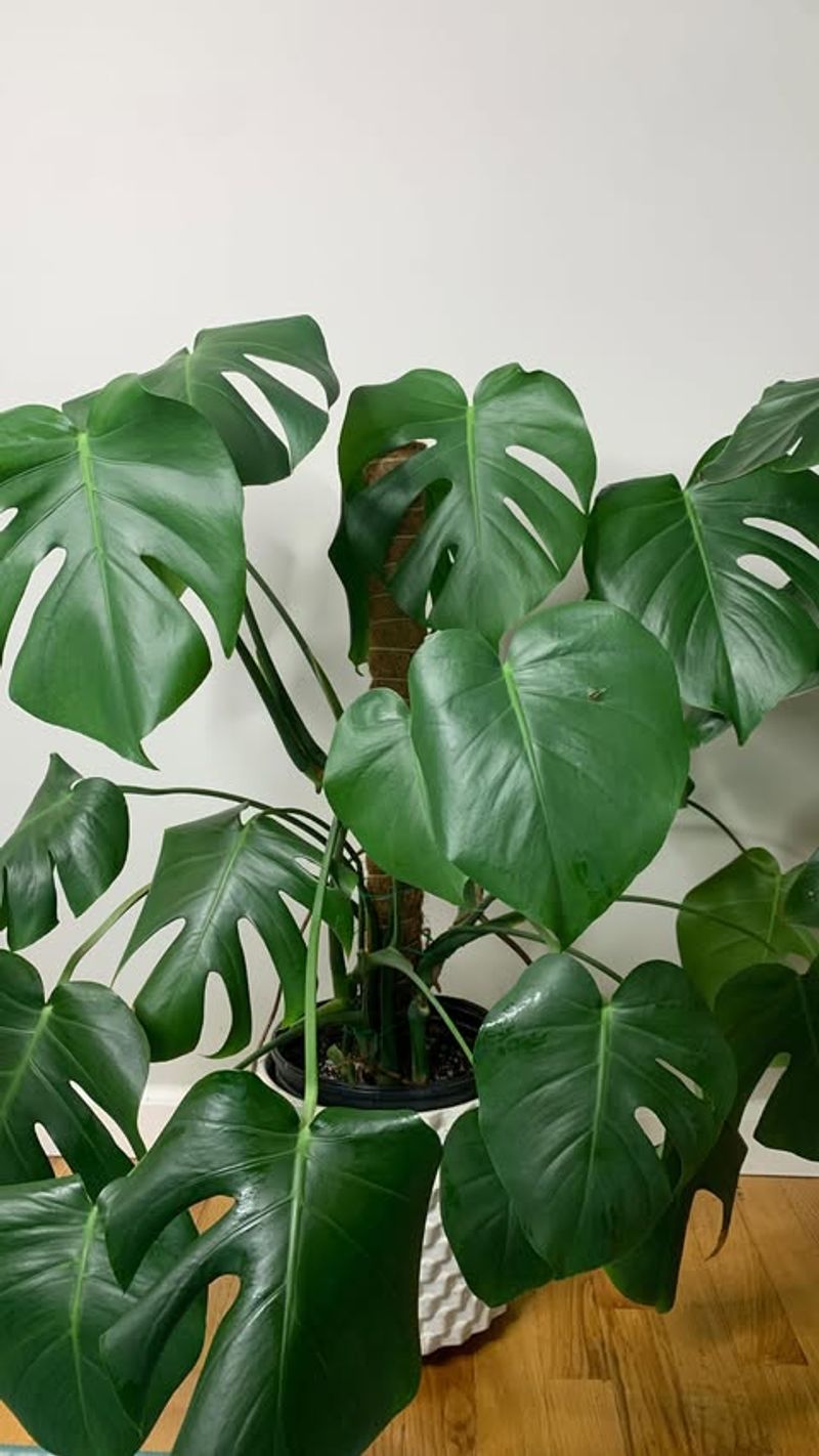 Split Leaf Philodendron (Monstera Deliciosa)