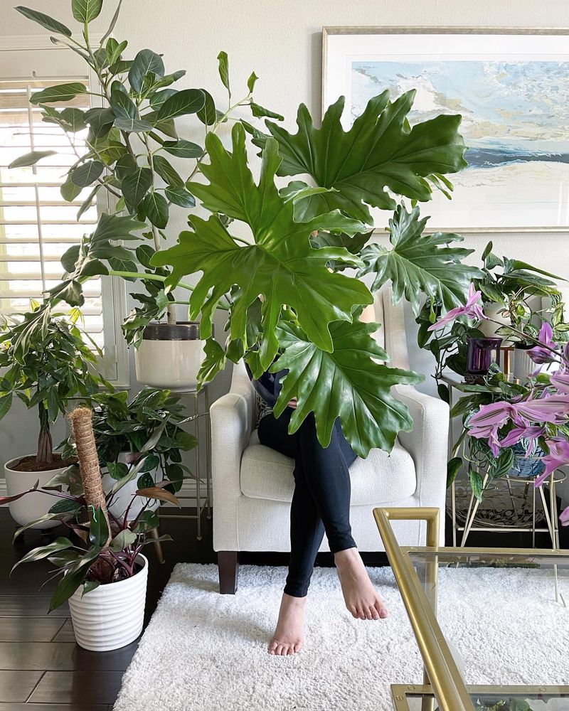 Split-Leaf Philodendron