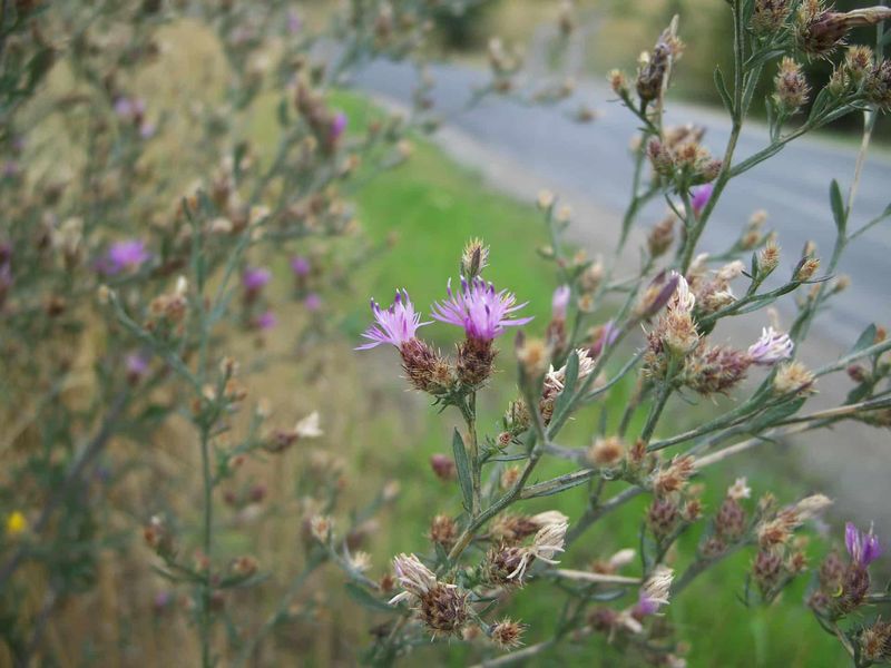 Spotted Knapweed