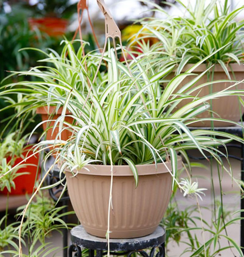 Sprawling Spider Plants