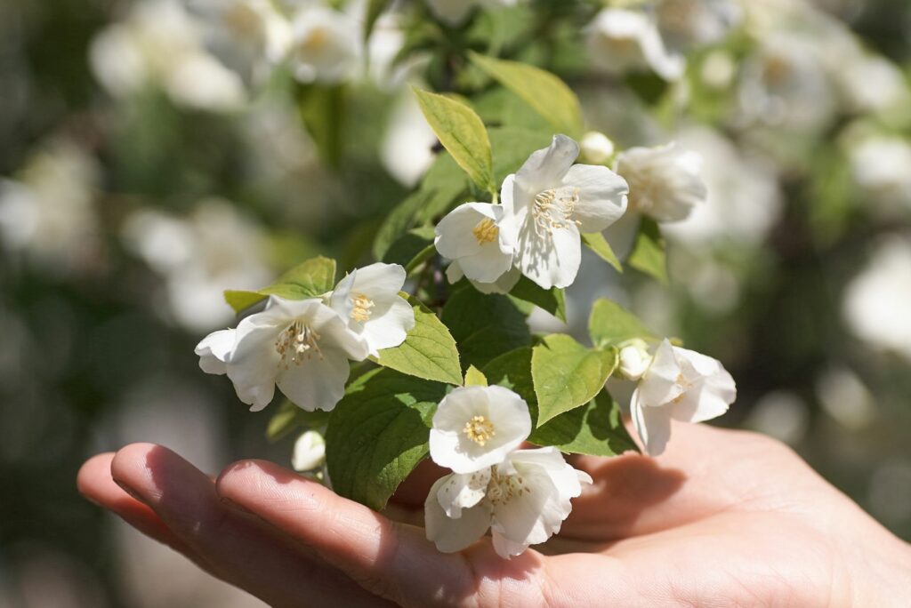 Sprig of jasmine flowers in female hand