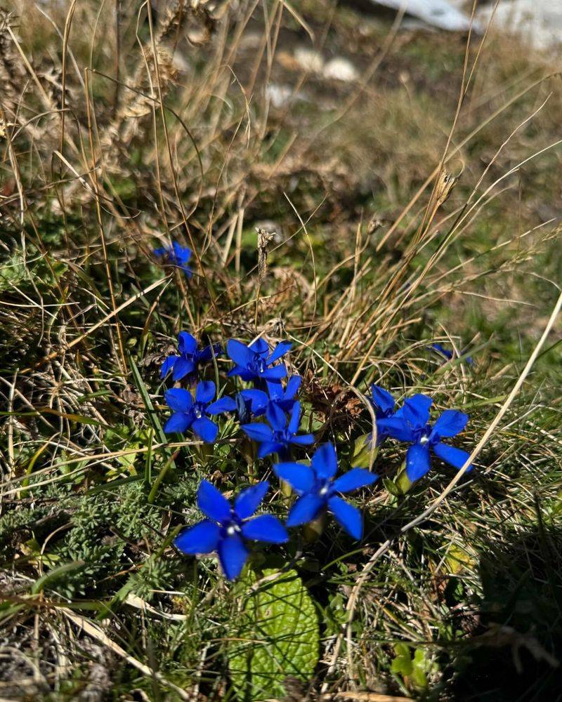 Spring Gentian