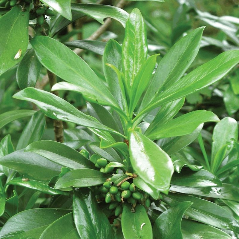 Spurge Laurel