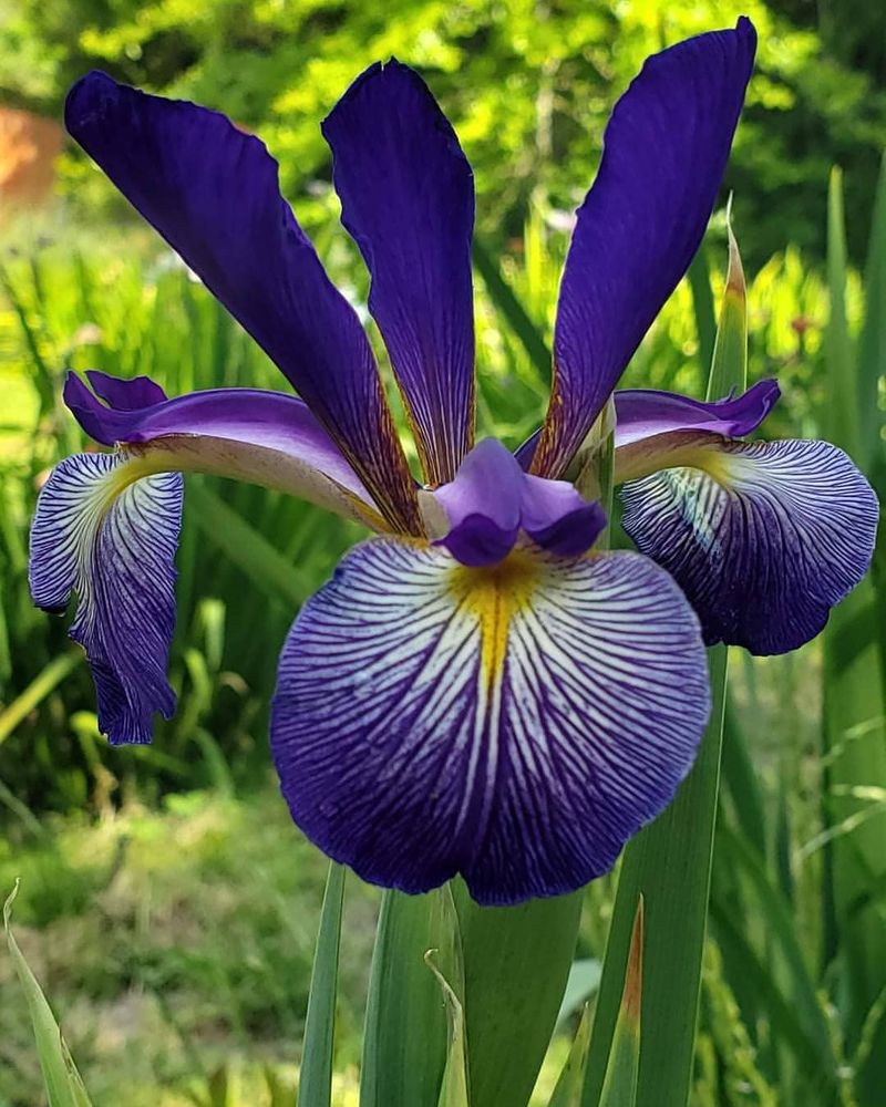 Spuria Iris