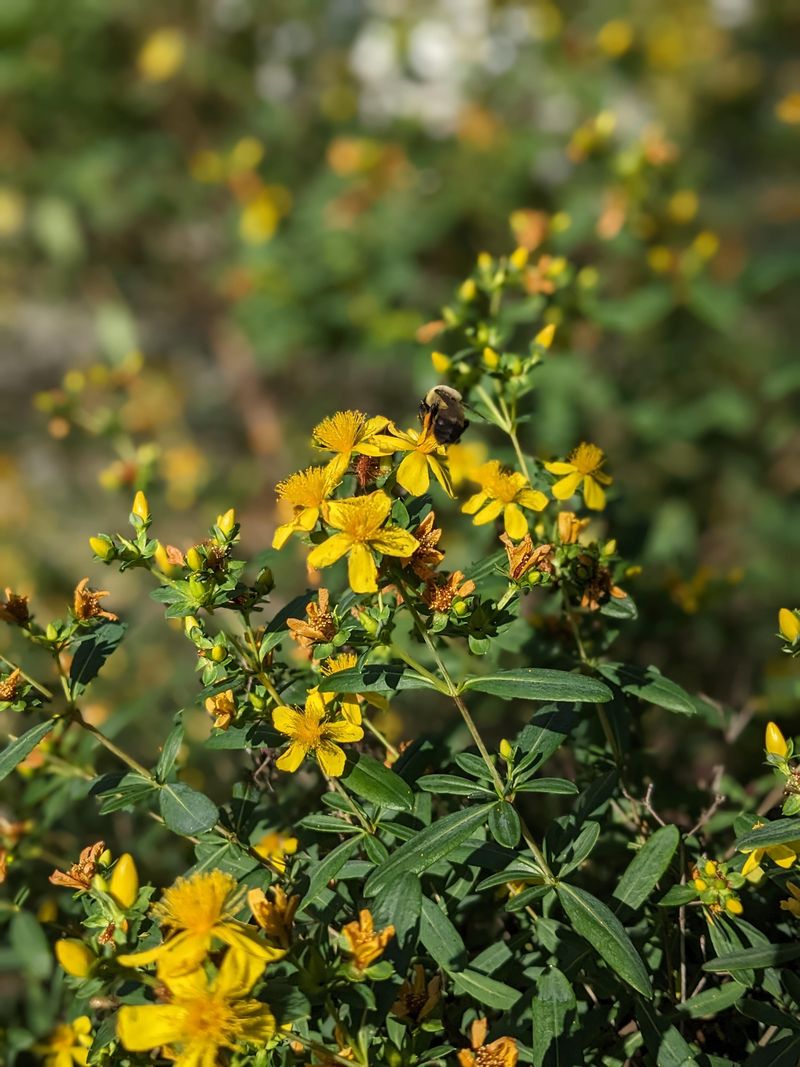 St. John's Wort