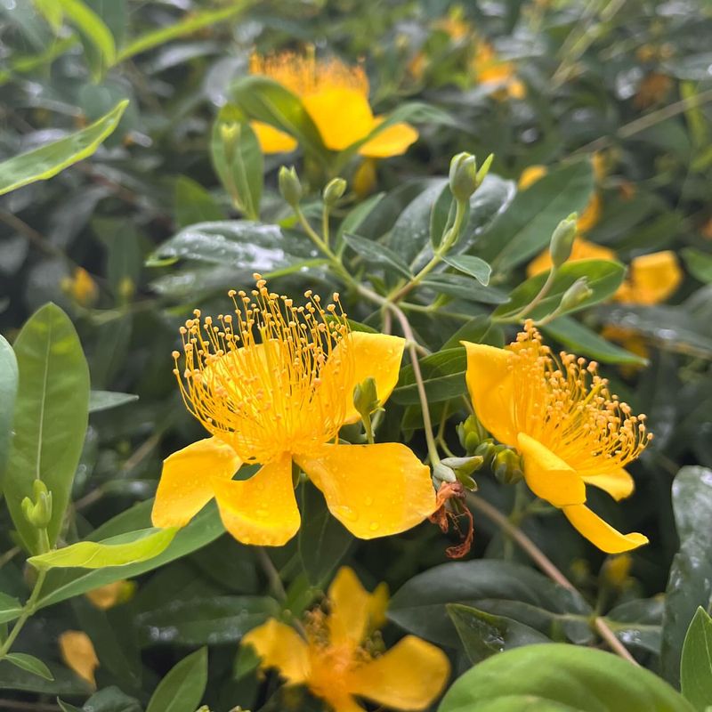 St. John's Wort