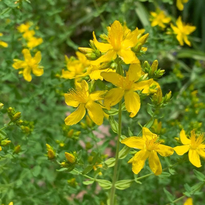 St. John's Wort