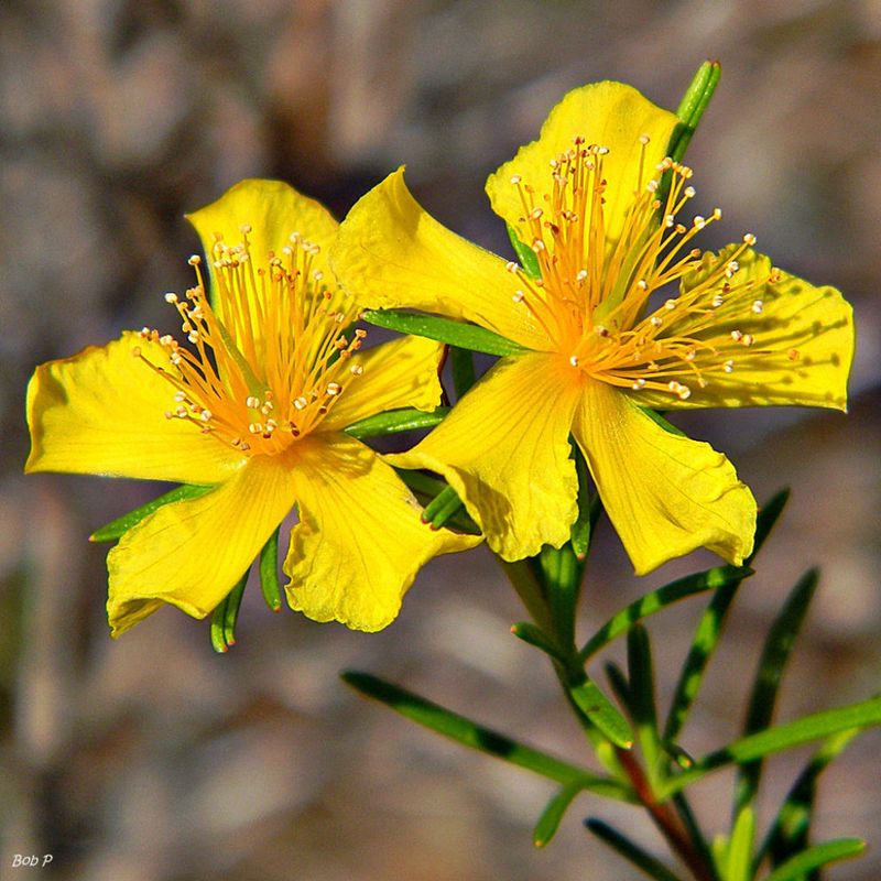 St. John's Wort