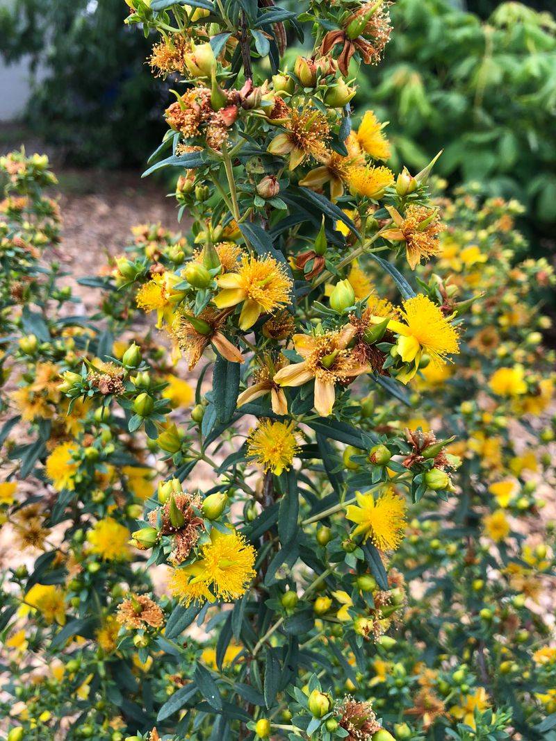 St. John's Wort