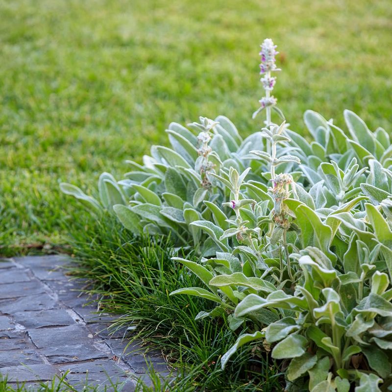 Stachys (Lamb's Ear)