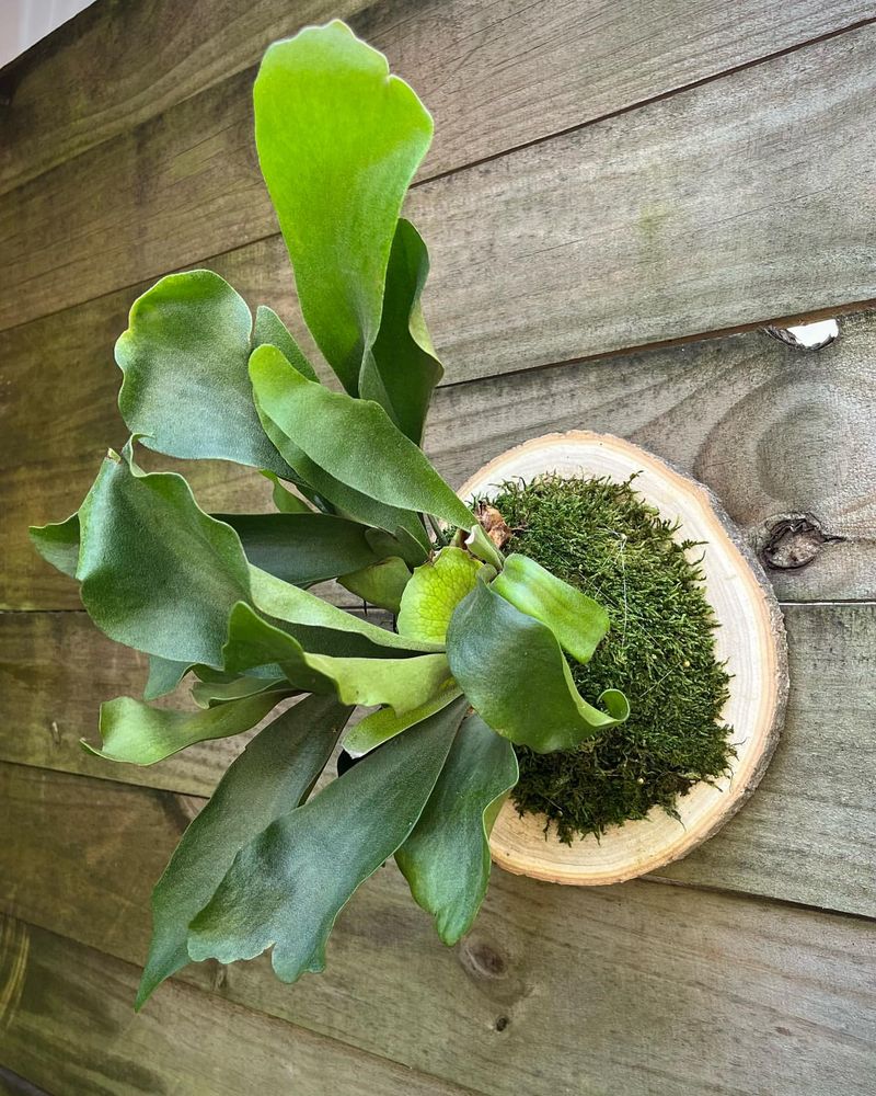 Staghorn Fern