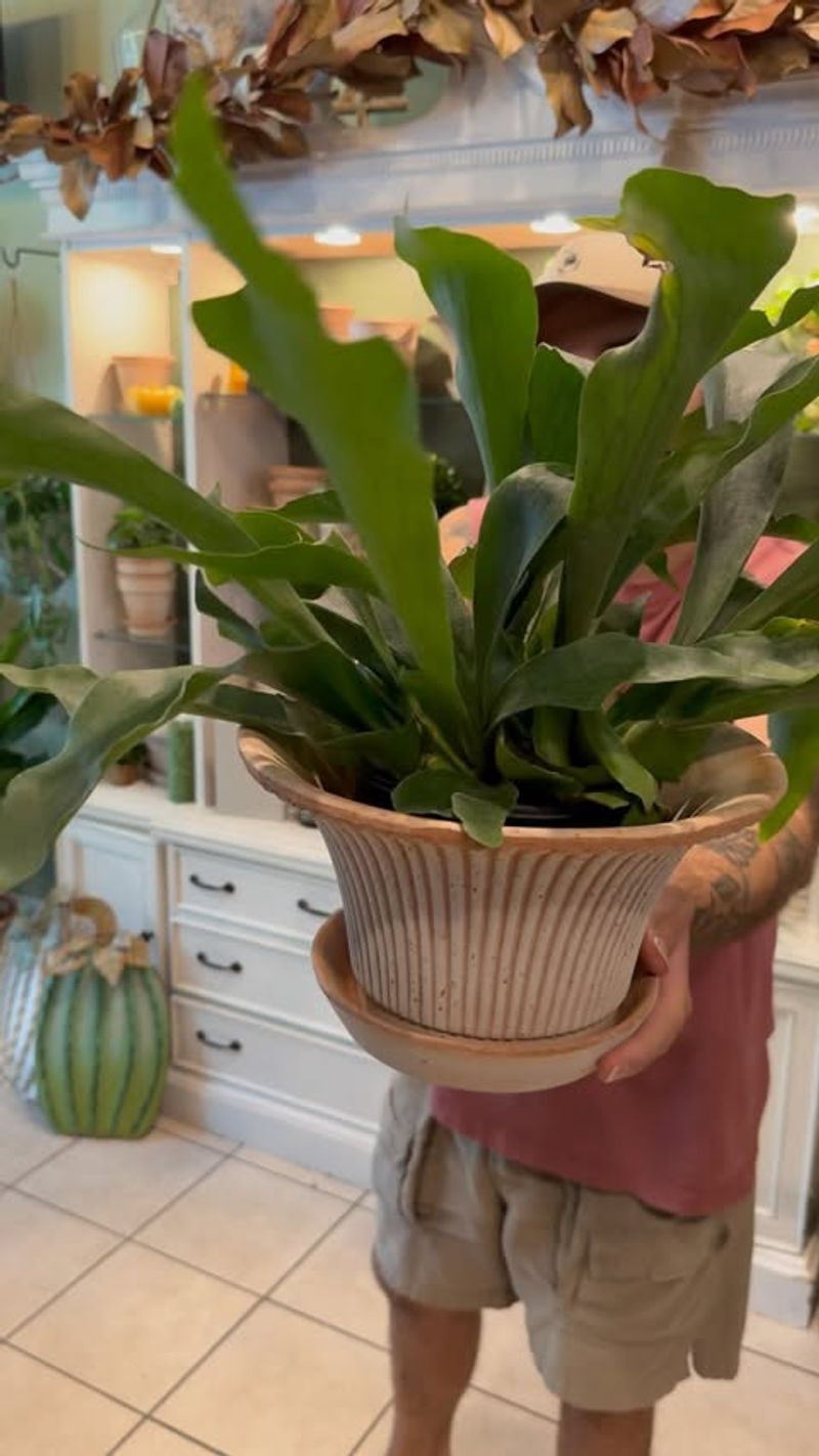 Staghorn Fern