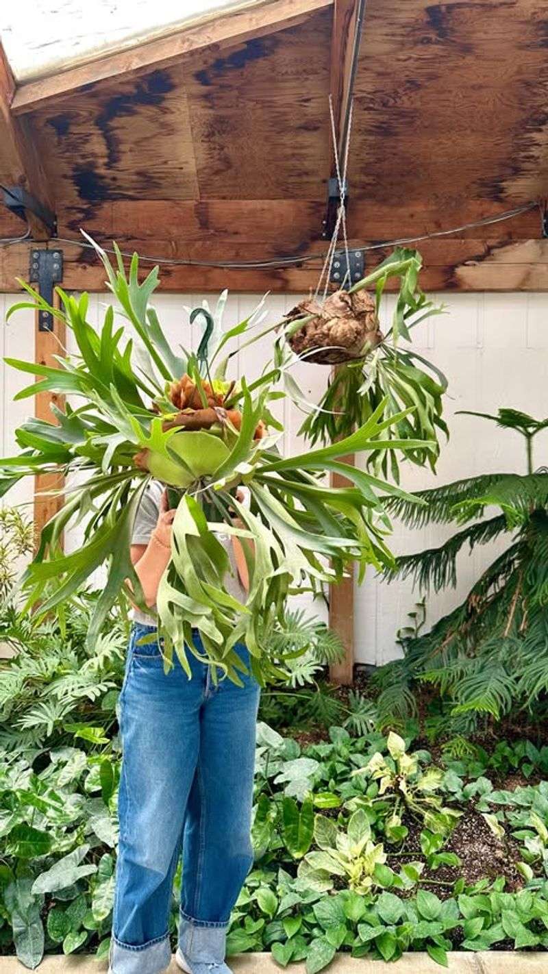 Staghorn Fern