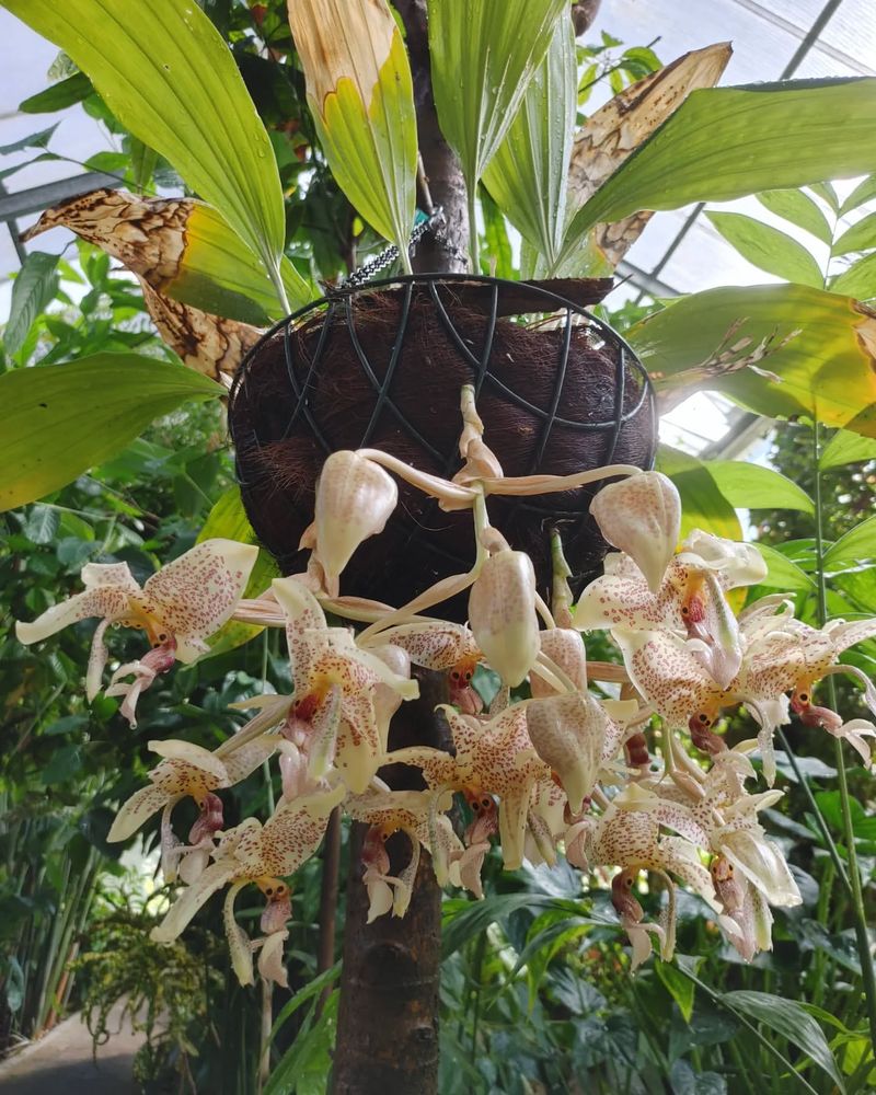 Stanhopea Orchid