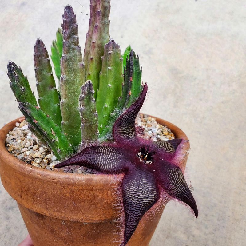 Stapelia