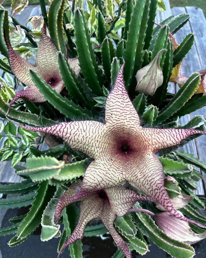 Stapelia