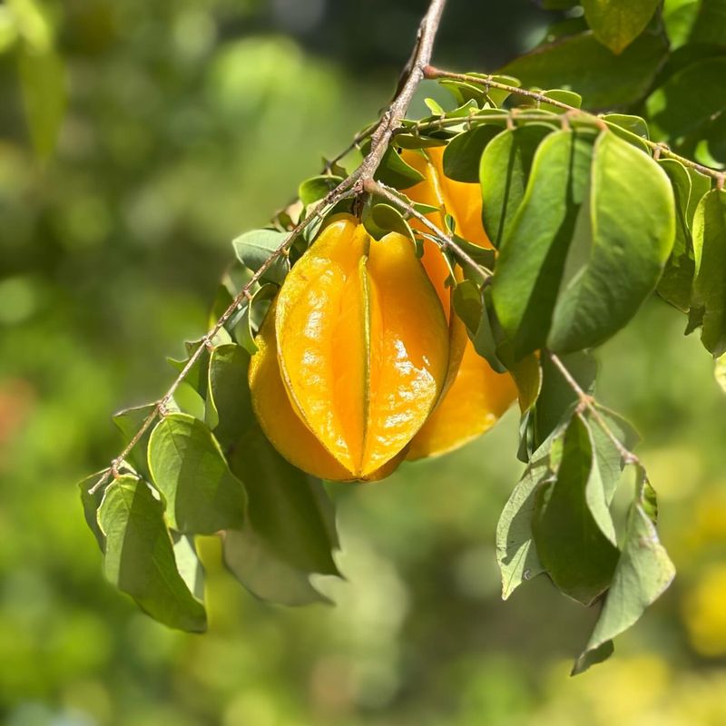 Star Fruit