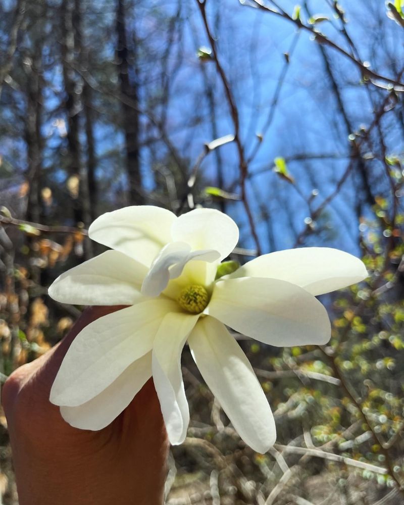 Star Magnolia