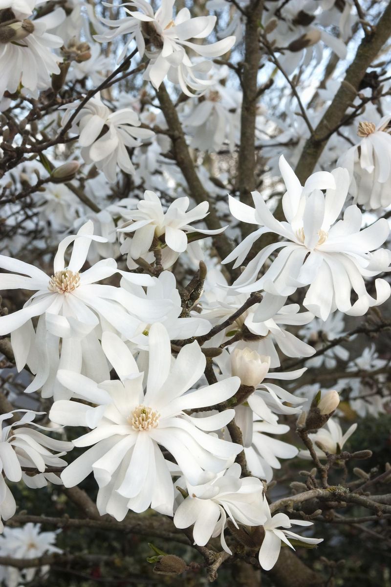 Star Magnolia