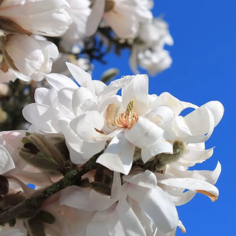 Star Magnolia